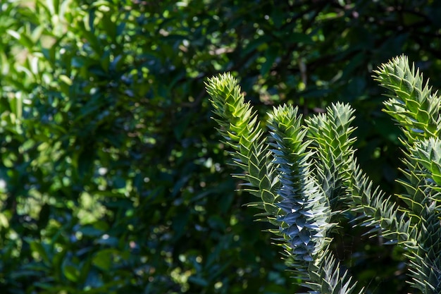 Araucaria araucana tree pine evergreen