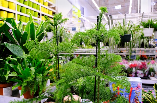 Araucaria Plant on flowerpot for sale in the store. Choosing plants house.