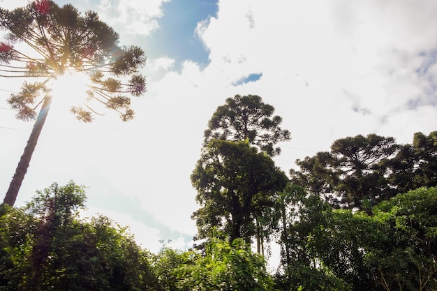 Araucaria tree in brazilian forest sunny sky