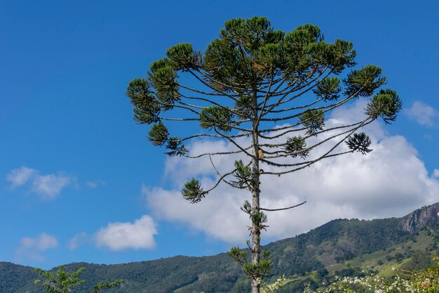 Photo araucaria tree with mountain landscape and blue sky