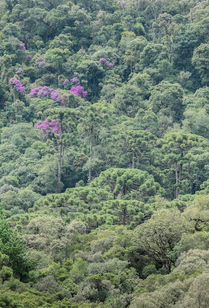 Araucarias in a rainforest with colorful flowers in Brazil