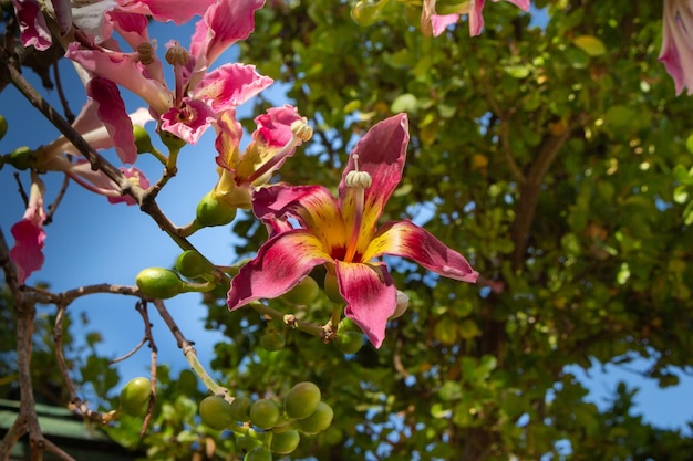 arbol y flores de Ceiba speciosa o palo borracho