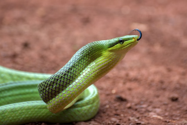 The arboreal rat snake in defensive position