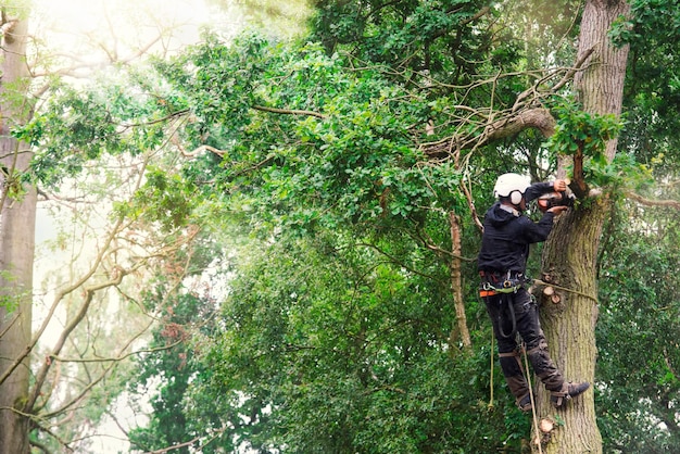 Arborist cutting down tree with petrol chainsaw