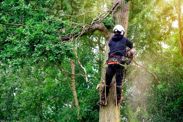 Arborist cutting down tree with petrol chainsaw