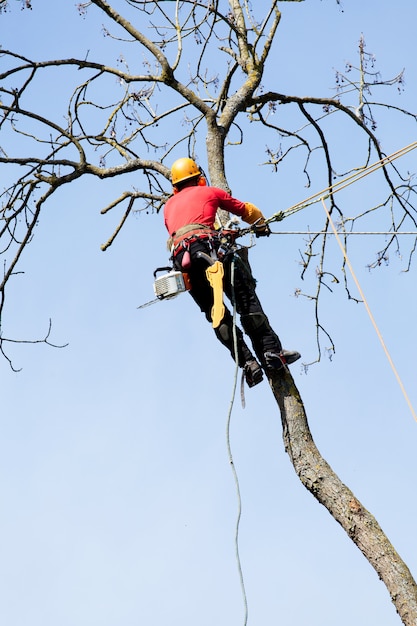 An arborist cutting a tree with a chainsaw