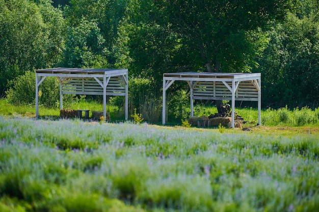 Arbors for recreation from a tree in nature