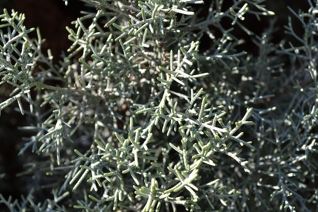 Arborvitae leaves background