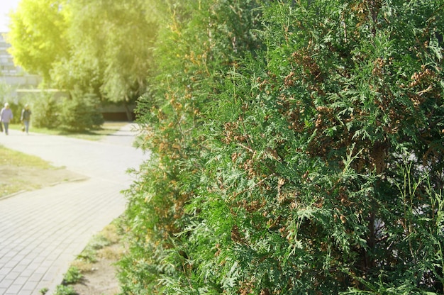 Arborvitae tree grows in the city Park along the path on a Sunny summer day