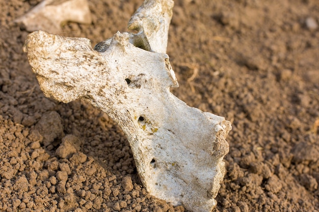 Archaeological excavations, remains of the settlement, the scythians fossils