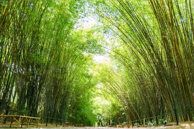 Arches of green bamboo forest with beautiful curved shapes