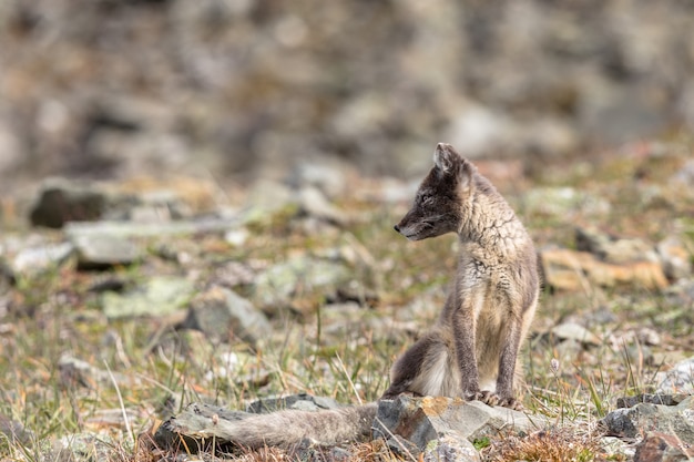 Arctic fox cub looking to the side, Svalbard