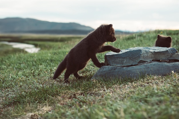 Arctic fox cub