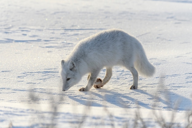 Arctic fox in Siberian tundra in winter time.