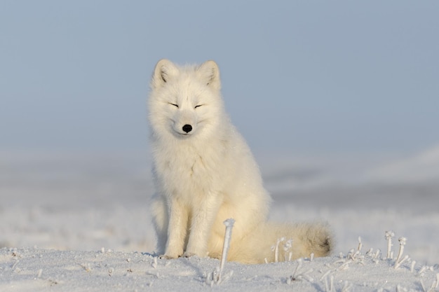 Arctic fox sitting close up White arctic fox with closed eyes