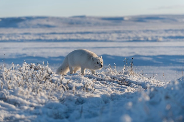 Arctic fox Vulpes Lagopus hidden in wilde tundra