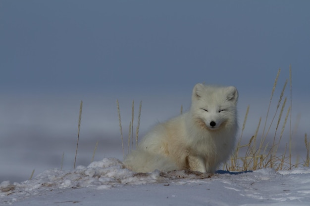 Arctic fox Vulpes Lagopus hiding behind grass with snow on the ground