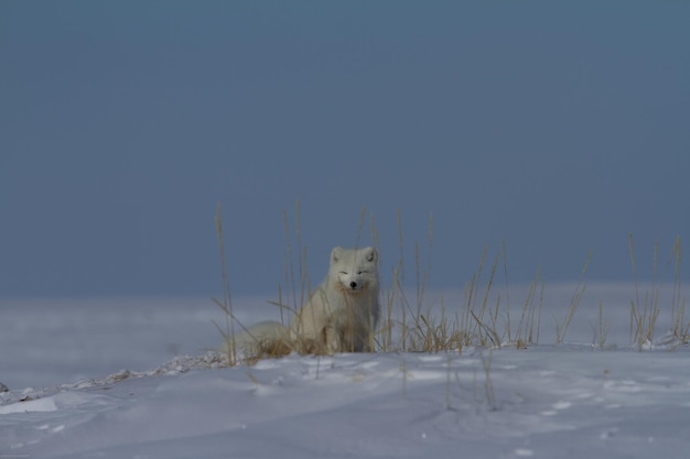 Arctic fox Vulpes Lagopus sitting in a pile of snow near arctic grass and staring out