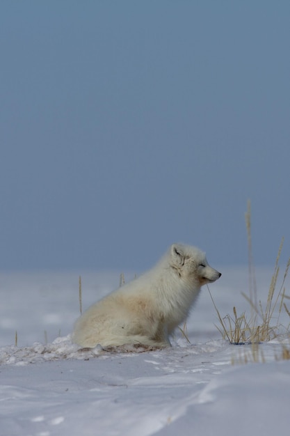 Arctic fox Vulpes Lagopus sitting in snow and staring around the tundra near Arviat Nunavut