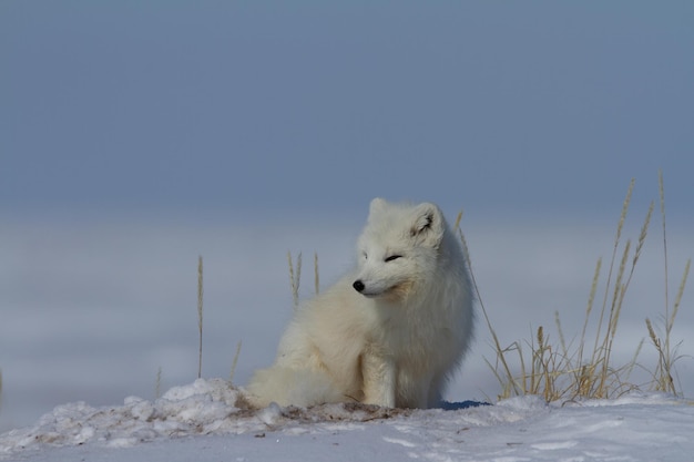 Arctic fox Vulpes Lagopus sitting in snow and staring around the tundra