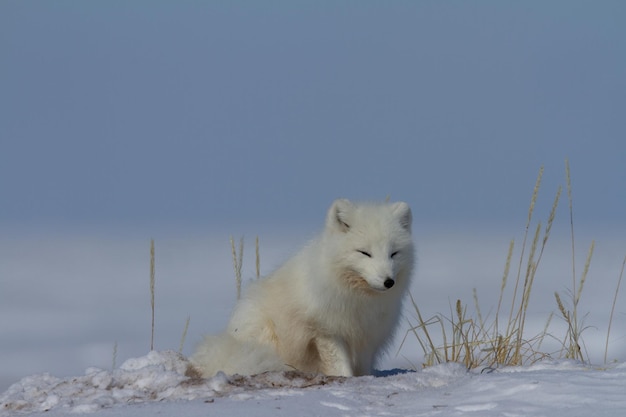 Arctic fox Vulpes Lagopus sitting in snow and staring around the tundra