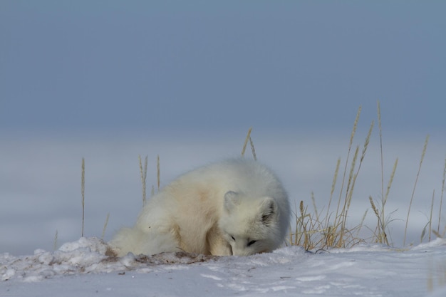 Arctic fox, Vulpes Lagopus, sniffing around the snow in Canada's arctic tundra