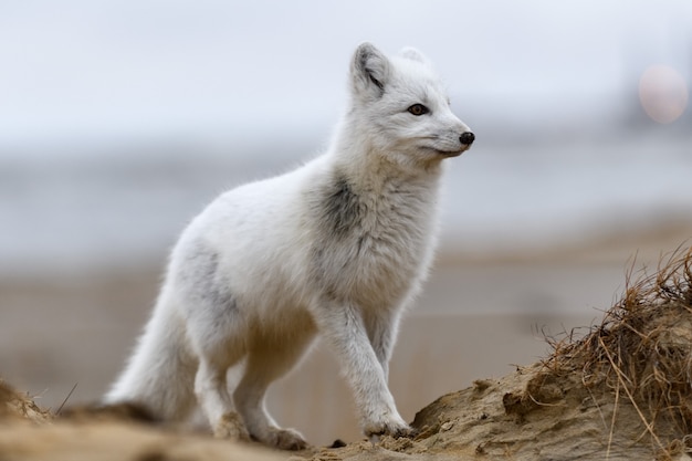 Arctic fox (Vulpes Lagopus) in wild tundra. Arctic fox on the beach.