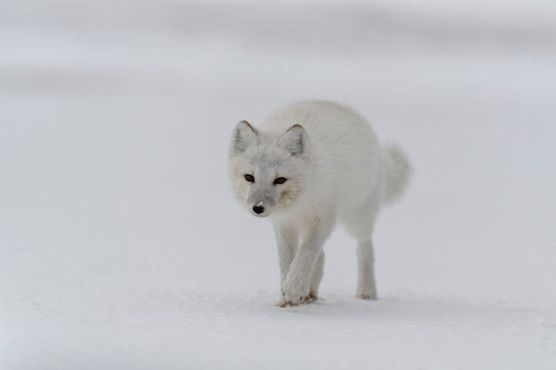 Arctic fox (Vulpes Lagopus) in wilde tundra. Arctic fox on the beach.