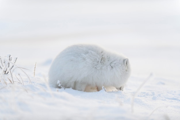 Arctic fox (Vulpes Lagopus) in wilde tundra. Arctic fox lying. Sleeping in tundra.