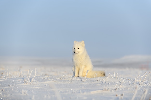 Arctic fox (Vulpes Lagopus) in wilde tundra. Arctic fox sitting.