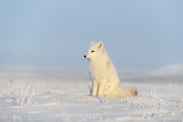 Arctic fox (Vulpes Lagopus) in wilde tundra. Arctic fox sitting.