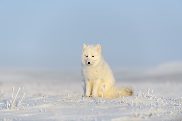 Arctic fox (Vulpes Lagopus) in wilde tundra. Arctic fox sitting.