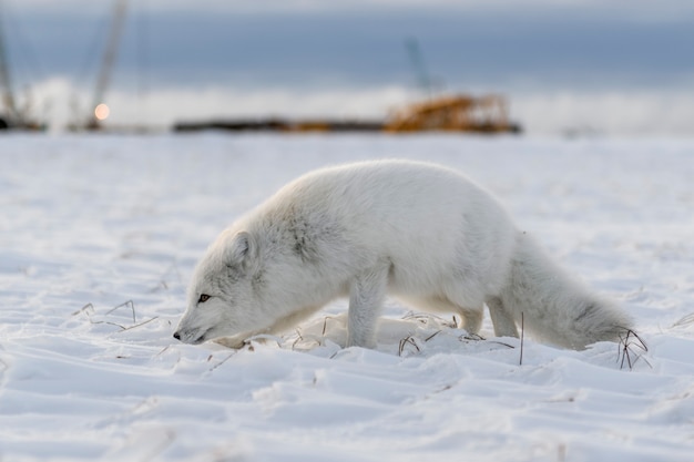 Arctic fox (Vulpes Lagopus) in winter time in Siberian tundra with industrial background.