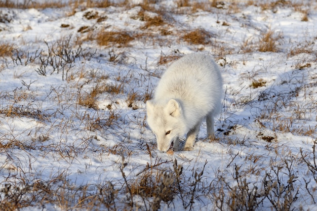 Arctic fox (Vulpes Lagopus) in winter time in Siberian tundra