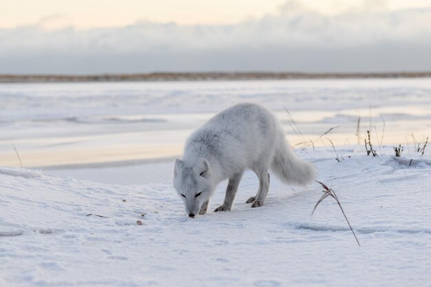 Arctic fox Vulpes Lagopus in winter time in Siberian tundra