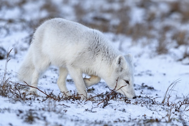 Arctic fox in winter time in Siberian tundra