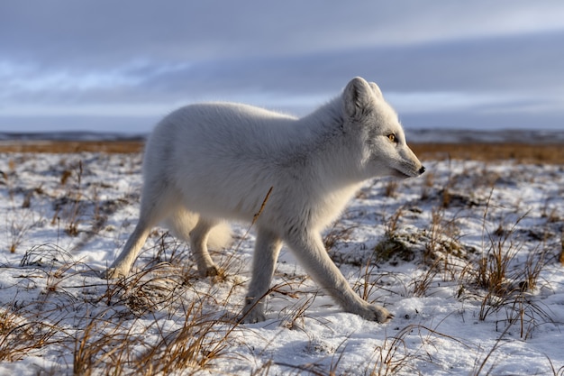 Arctic fox in winter time in Siberian tundra