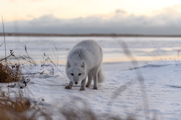 Photo arctic fox in winter time in siberian tundra