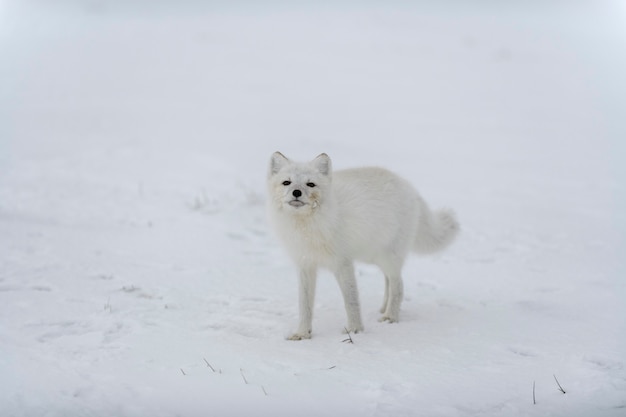 Arctic fox in winter time in Siberian tundra