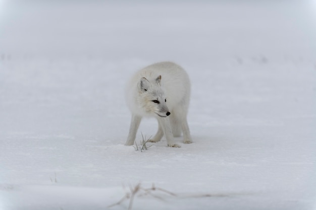 Arctic fox in winter time in Siberian tundra