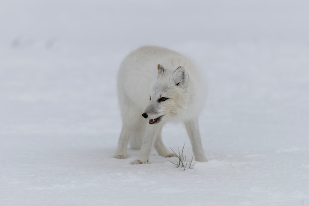 Arctic fox in winter time in Siberian tundra