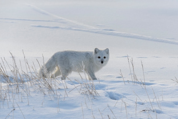 Arctic fox in winter time in Siberian tundra