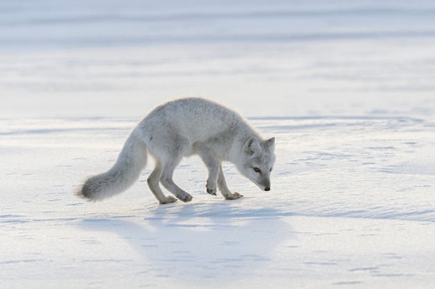 Photo arctic fox in winter time in siberian tundra