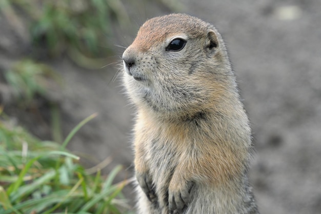 Arctic ground squirrel carefully looking around so as not to fall into jaws of predatory beasts