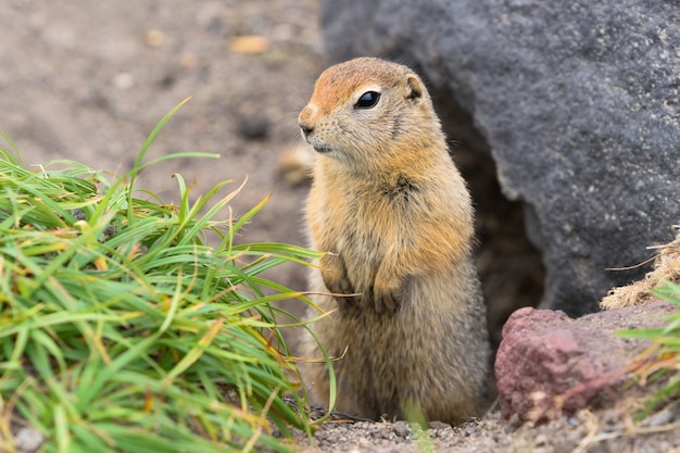 Arctic ground squirrel carefully looking so as not to fall into jaws of predatory beasts