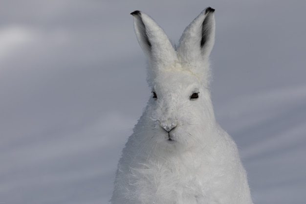 arctic hare staring into the distance with ears pointing up found in the snow covered tundra