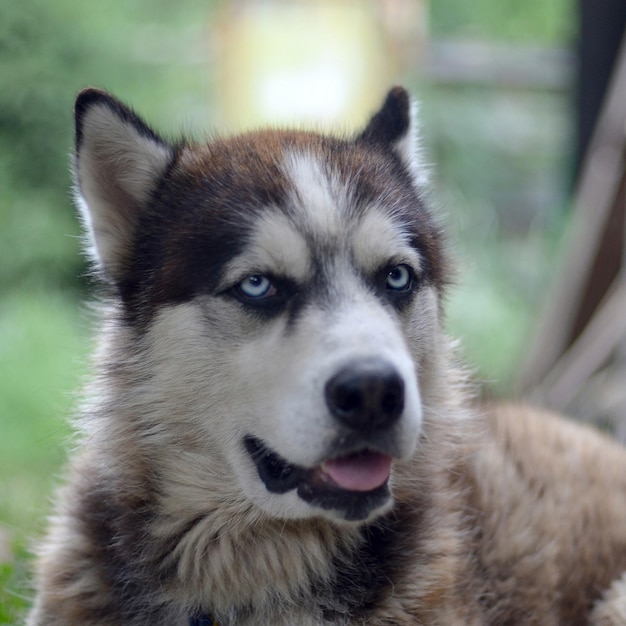 Arctic Malamute with blue eyes muzzle portrait close up This is a fairly large dog native type