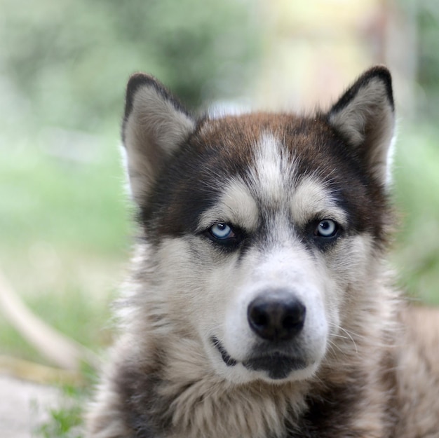 Arctic Malamute with blue eyes muzzle portrait close up This is a fairly large dog native type