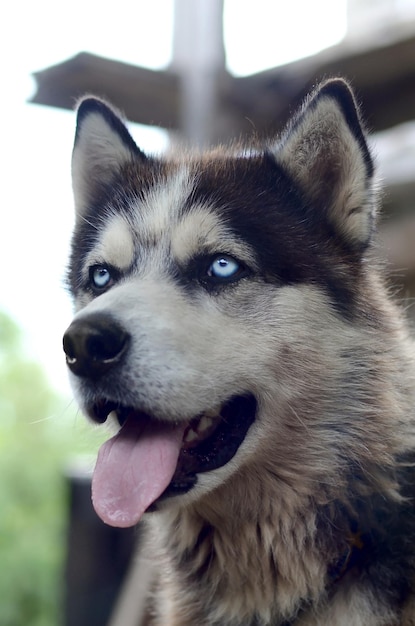 Arctic Malamute with blue eyes muzzle portrait close up This is a fairly large dog native type