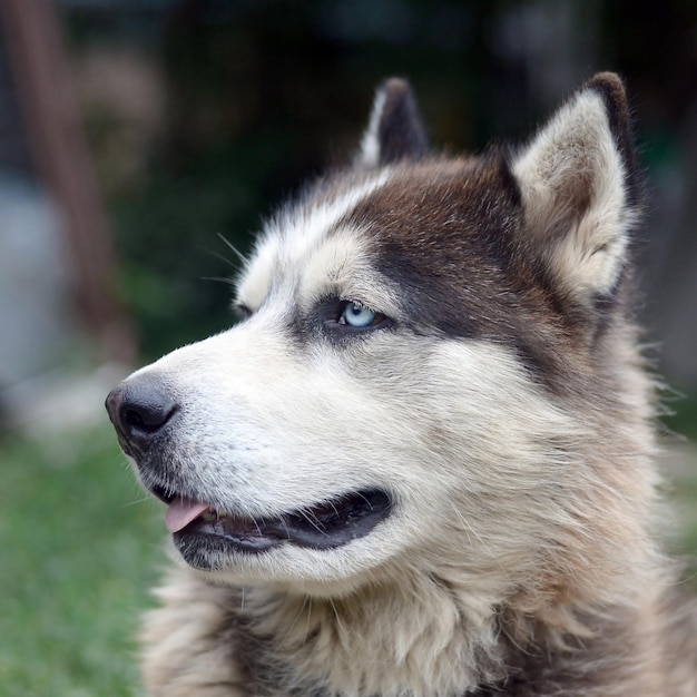 Arctic Malamute with blue eyes muzzle portrait close up This is a fairly large dog native type